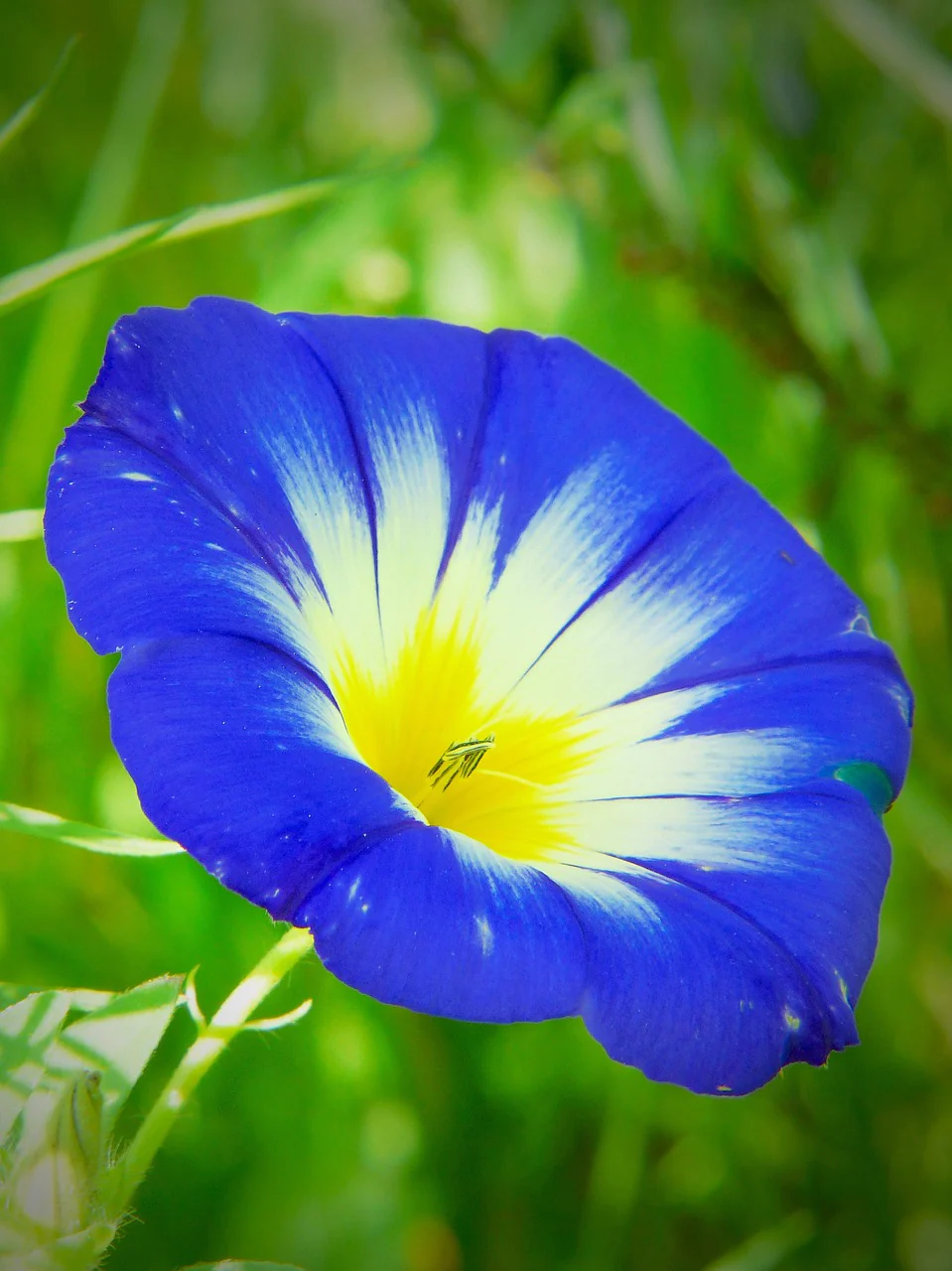 Plants de fleurs
