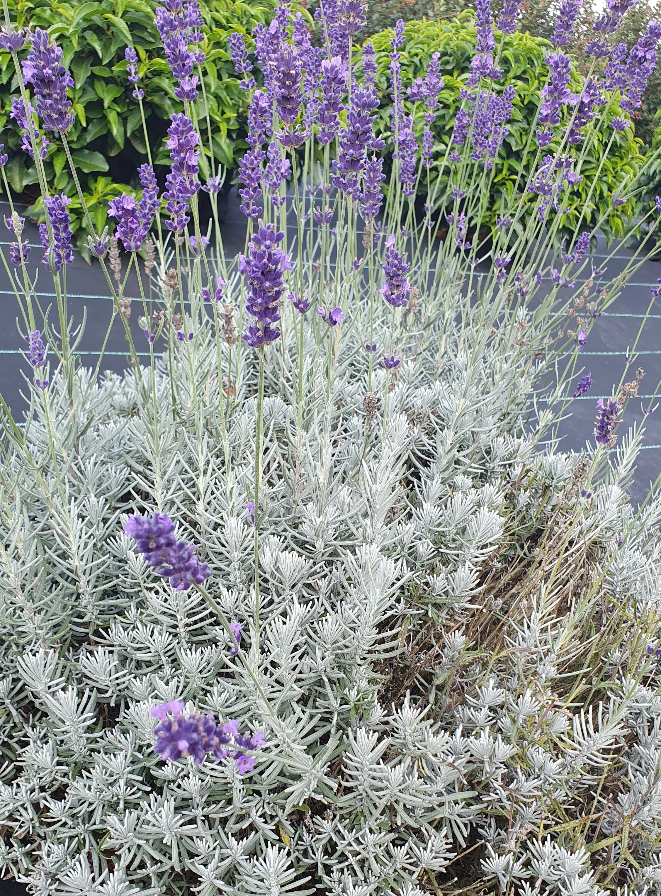 Plants de jardin